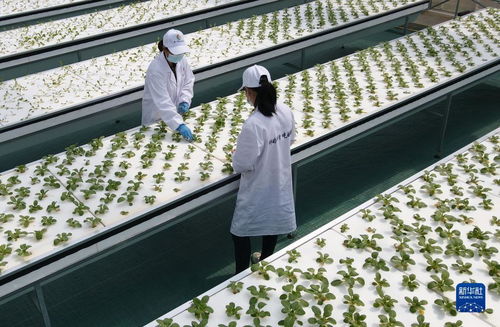 智慧菜園子 生物科技讓蔬菜長(zhǎng)在墻上，好吃又時(shí)尚